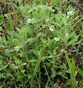 Undescribed Crocanthemum leafminer - Mompha undescribed-species-on-crocanthemum