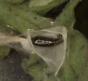 Undescribed Crocanthemum leafminer - photo 2