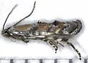 Undescribed Crocanthemum leafminer - photo 3