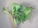 Undescribed Crocanthemum leafminer - photo 4