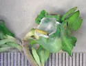 Undescribed Crocanthemum leafminer - photo 5