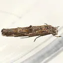 Undescribed species on Diodia