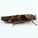 Undescribed species on Epilobium canum - photo 2