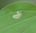Undescribed eastern Galium leafminer