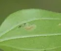 Undescribed eastern Galium leafminer - photo 2