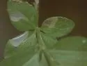 Undescribed eastern Galium leafminer - photo 3