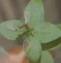 Undescribed eastern Galium leafminer - photo 4