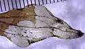 Undescribed midwestern Galium leafminer