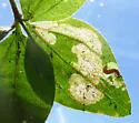 Undescribed midwestern Galium leafminer - photo 2
