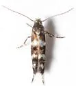 Undescribed midwestern Galium leafminer - photo 3