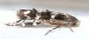 Undescribed midwestern Galium leafminer - photo 4