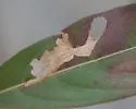 Undescribed Hamelia patens leafminer