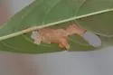 Undescribed Hamelia patens leafminer - photo 2
