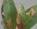 Undescribed Hamelia patens leafminer - photo 3