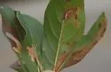 Undescribed Hamelia patens leafminer - photo 4