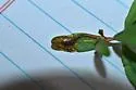 Undescribed Lythrum leafminer