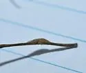 Undescribed Lythrum leafminer - photo 2