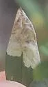Undescribed Spermacoce leafminer