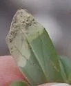 Undescribed Spermacoce leafminer - photo 2