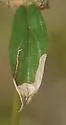 Undescribed Spermacoce leafminer - photo 3