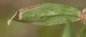 Undescribed Spermacoce leafminer - photo 4