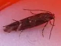 Mompha unifasciella - Hodges#1458