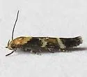 Mompha unifasciella - Hodges#1458 - photo 2
