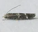 Mompha unifasciella - Hodges#1458 - photo 3