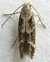 Mompha unifasciella - Hodges#1458 - photo 4