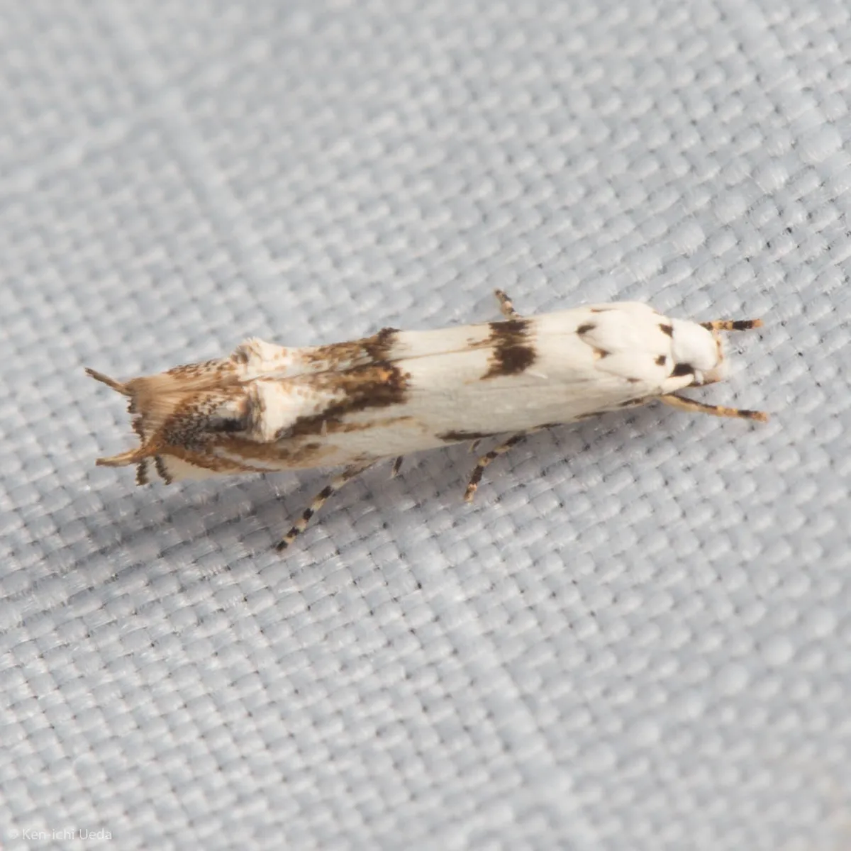 Momphid Moths - photo 3