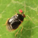 Monalocoris americanus