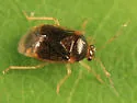 Monalocoris americanus - photo 2