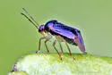 Monalocoris americanus - photo 4