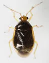 Monalocoris americanus - photo 5