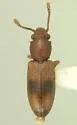 Monanus concinnulus