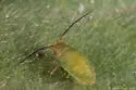 Monaphis antennata - Monaphis antennata