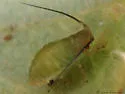 Monaphis antennata - photo 2