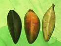 Boxwood Leafminer