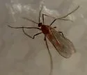 Boxwood Leafminer - photo 2