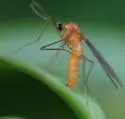 Boxwood Leafminer - photo 4