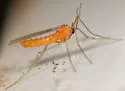 Boxwood Leafminer - photo 5