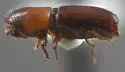 Monarthrum dentigerum