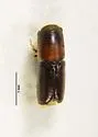 Monarthrum dentigerum - photo 2