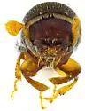 Monarthrum dentigerum - photo 4