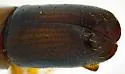 Monarthrum dentigerum - photo 5