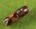 Monarthrum fasciatum