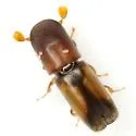 Monarthrum fasciatum - photo 3