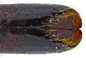 Monarthrum huachucae - photo 3