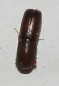Apple Wood Stainer - Monarthrum mali