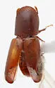 Monarthrum scutellare - photo 5